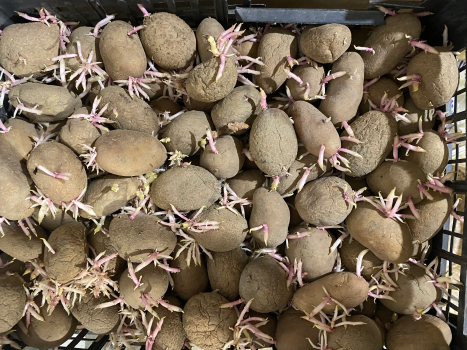 Посадкова картопля