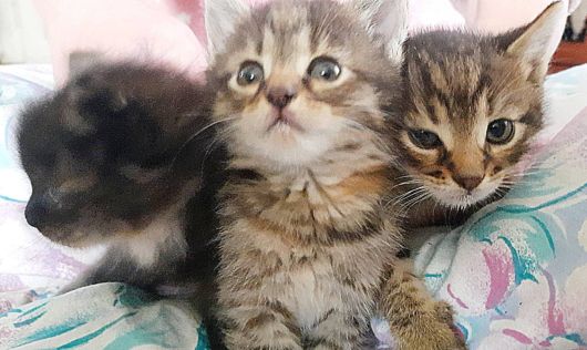 Віддам в  добрі руки