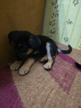 Відам в добрі руки 2