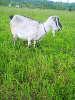 Коза
