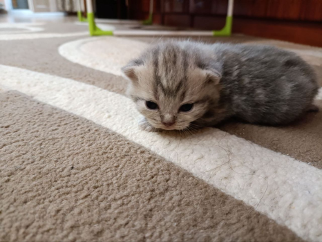 Котики Британські 2