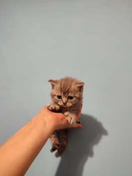 Кошенята шотладські 2