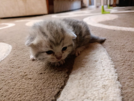 Котики Британські 3