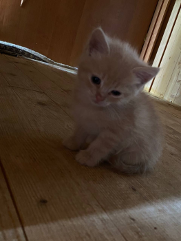 Віддам котиків
