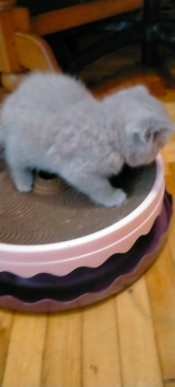 Котики 2