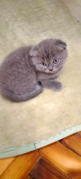 Котики 4