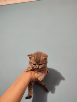 Кошенята шотладські