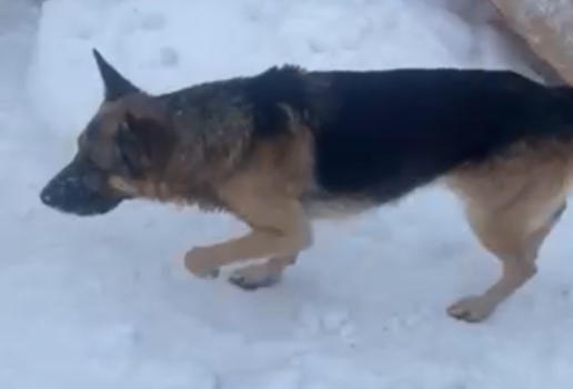 Відам в добрі руки 3
