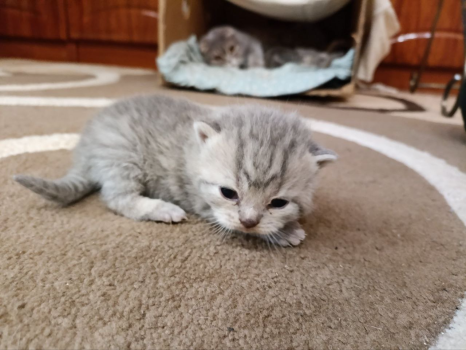 Котики Британські