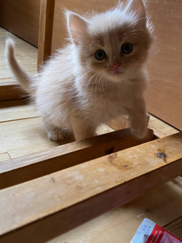 Віддам котиків 3