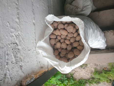 Дрібна картопля 1