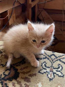 Віддам котиків 2