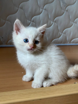 Віддам котиків 4