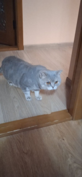 Котики Британські 6