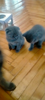 Котики 3