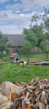 Відам Естонця в добрі рук