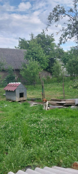 Відам Естонця в добрі рук 3
