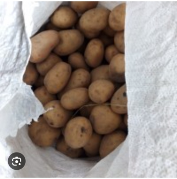 Насіневу картоплю
