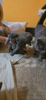 Британські кошенята 4