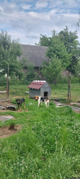 Відам Естонця в добрі рук 2