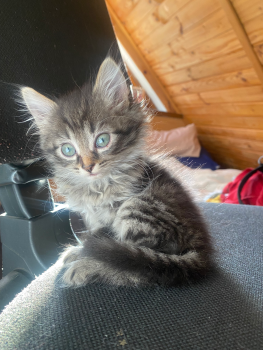 Віддам котят