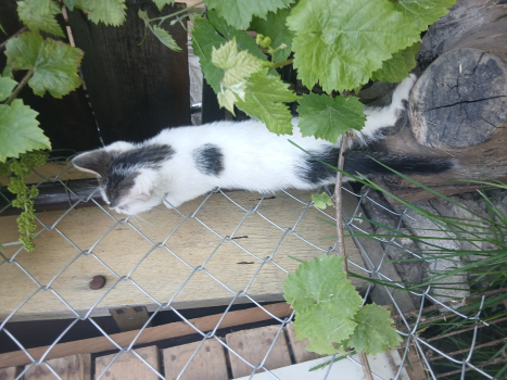 Віддам кошнятко 2