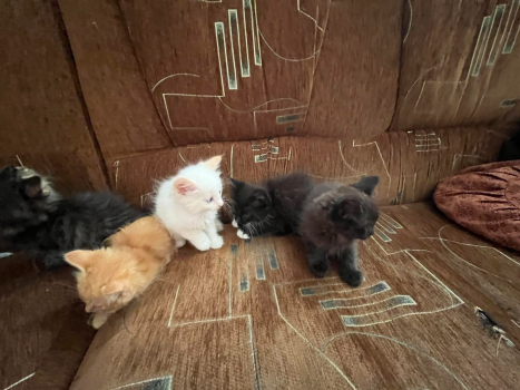 Кошенята