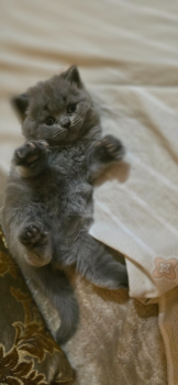 Британські кошенята 3