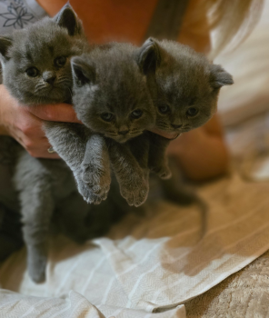 Британські кошенята