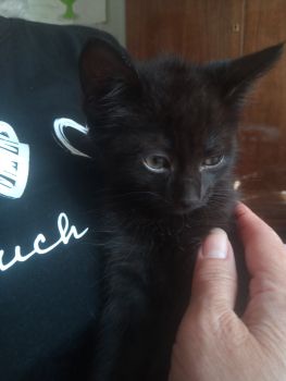 Віддам кошенят 2