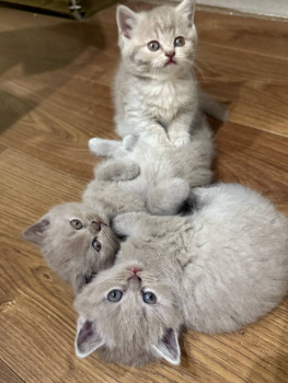 Шотландські кошенята