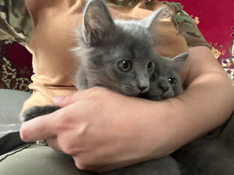 Кошенята