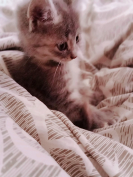 Кошеня Дівчинка