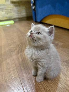 Шотландські кошенята 2