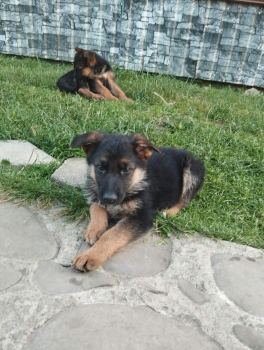 Цуценята німецької вівчар 4