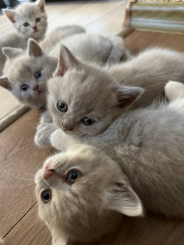 Шотландські кошенята 3