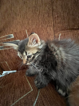 Кошенята