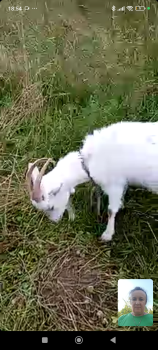 Коза