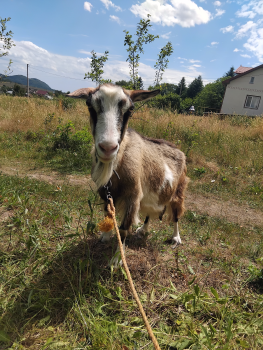 КОЗА