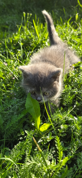Віддам кошенят у добрі ру 3