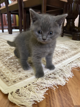 Кошенят 3