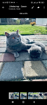 Віддам кошеня