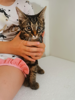Віддам котика