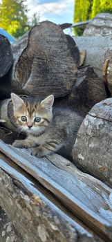 Віддам кошенят у добрі ру 4