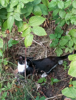 Кошеня
