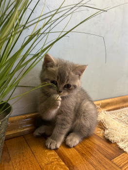 Кошенят