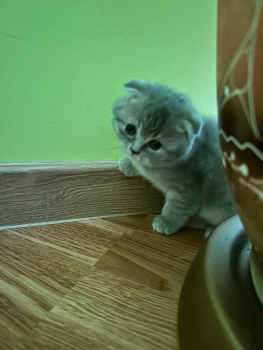 Кошенят 2