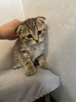 Віддам в добрі руки
