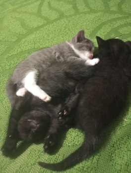 Кошенята 1 місяць