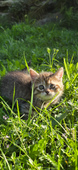 Віддам кошенят у добрі ру